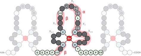 1 Tandem Kr?ppel-type zinc finger structure displaying the C2H2 motif ...