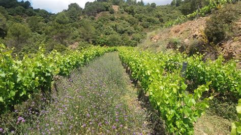 Celler Noguerals En Tarragona Vinos D O Ca Priorat