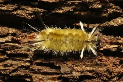 Are Fuzzy Caterpillars Poisonous to Dogs? - Wildlife Informer