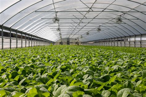 Reasons Why Greenhouse Ventilation is Essential