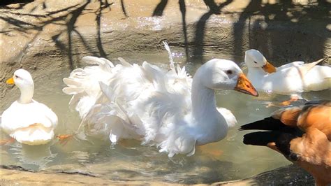 Filhotada Gansos Marrecos Patos Mandarins E Carolinos I S Tio