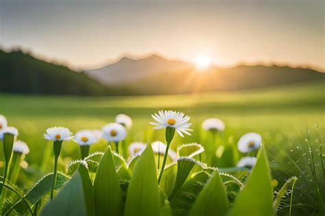 Premium Ai Image Daisies In A Field Of Daisies At Sunset