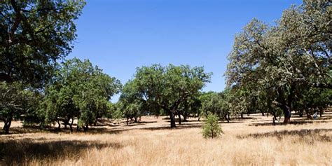 Tecnosugheri Sughero Per Isolamento Naturale A Cappotto E A Vista