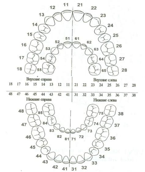Стоматология, Зубы, Ортодонтия