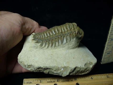 Fossilized Trilobite Crotalocephalina D The Stones Bones