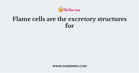 Flame cells are the excretory structures for