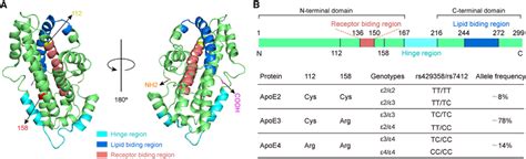 Structural Model Of Human ApoE Protein A Three Dimensional Structure