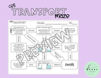 Types Of Cell Transport Vocabulary Maze By Cool Genes TPT