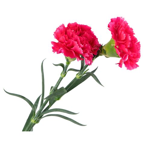 Warm Holiday Carnation Mothers Day Green Leaf Celebrate Fresh