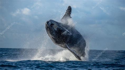 Humpback Whale Jumping Out Of The Water — Stock Photo © GUDKOVANDREY #67325083