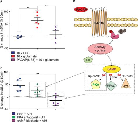 Frontiers Pacap Pac Receptor Activation Is Necessary For The