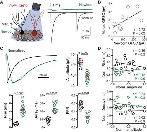 Parvalbumin Interneurons Provide Spillover To Newborn And Mature Dentate Granule Cells ELife