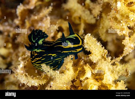 Nembrotha Is A Genus Of Sea Slugs Nudibranchs Marine Gastropod