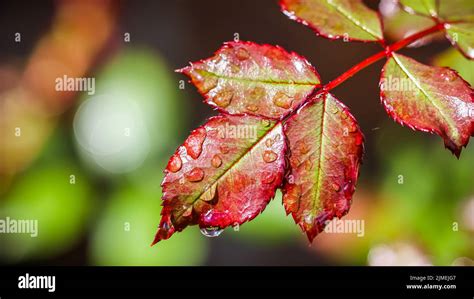 Red Rose Leaf With Raindrops In The Autumn Garden Bokeh With Light