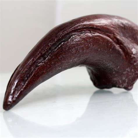 Allosaurus Toe Claw Resin Fossil Replica Free Shipping