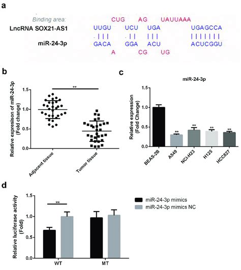 SOX21 AS1 Targeted MiR 24 3p In Lung Cancer A The Binding Site