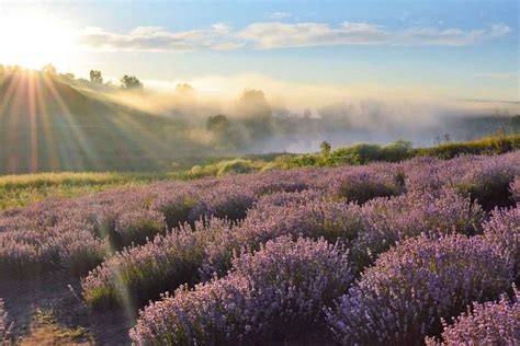 English lavender varieties, the best L. angustifolia varieties