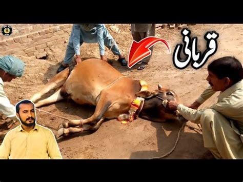 Aj Janwar Ki Qurbani Kr Li Eid Ul Adha Youtube