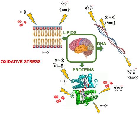 Potential Oxidative Stress Biomarkers Of Mild Cognitive Impairment Due