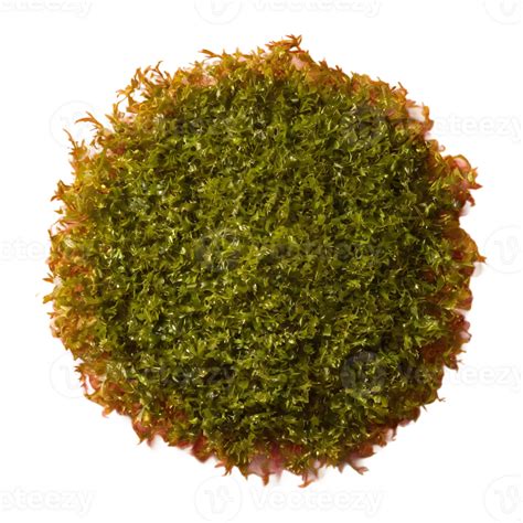 Ai Generated Seaweed Against Transparent Background Isolated 38264793 Png