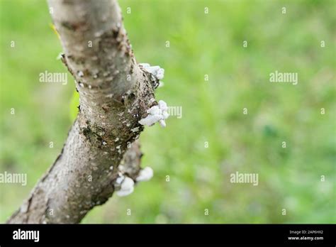 Disease Of The Bark Of An Orchard Fruit Tree Mushroom On The Bark Of