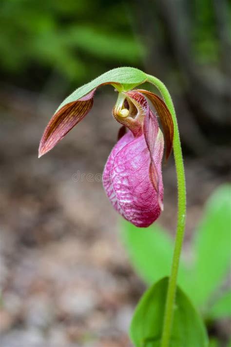 Wild Pei Lady Slipper Flower Stock Image Image Of Lady Delicate