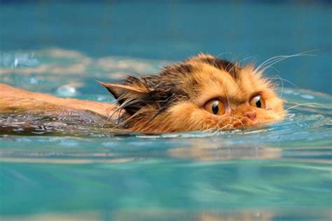 Swimming Cats Are So Funny (29 pics) - Izismile.com