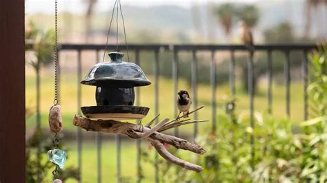 How To Keep Sparrows Away From Bird Feeder Birds Tracker