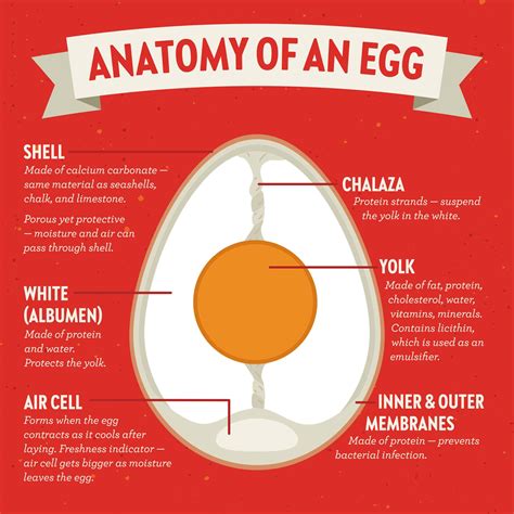 Egg Anatomy Vital Farms