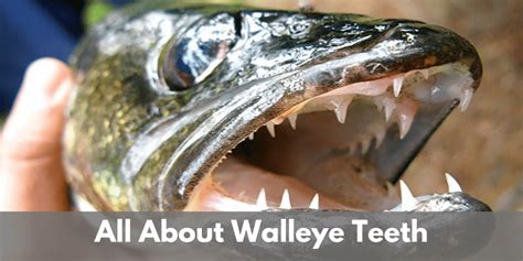 Do Walleye Fish Have Teeth? [Explained With Pics]