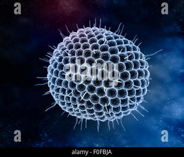 Varizella Zoster Virus Oder Varicella Zoster Virus Vzv Ist Eine Der