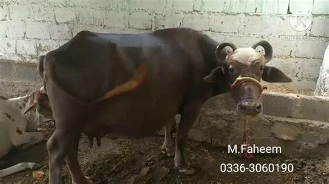 Cow Avaialble For Sale Faheem Cattle Farm Youtube