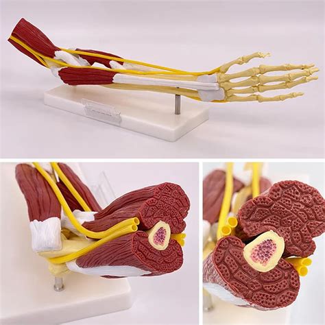 medical anatomy muscled elbow joint model human arm vascular ligament
