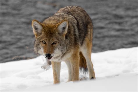 Tracking a True Survivor: Coyote Hunting in Winter - MidWest Outdoors