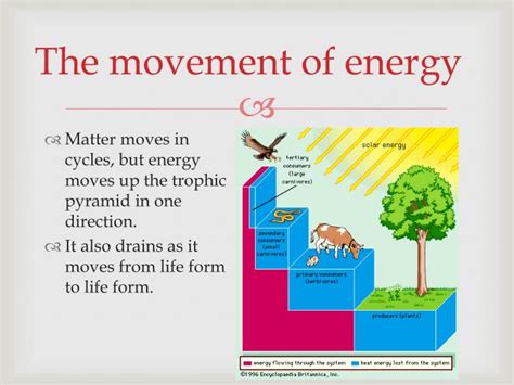 Ppt Matter And Energy In Ecosystems Powerpoint Presentation Id