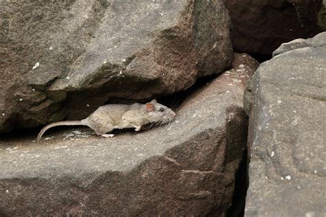 Allegheny Woodrat In Habitat Photograph by David Kenny - Pixels