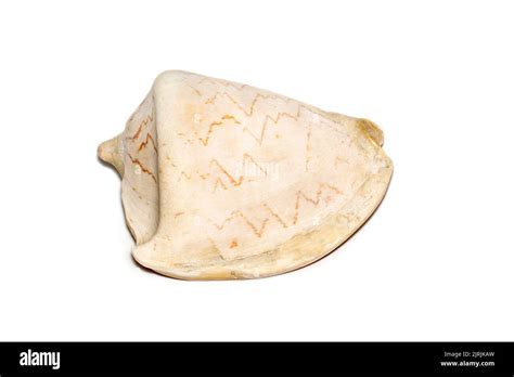 Image Of Andaman Seashell Cymbiola Nobilis On A White Background