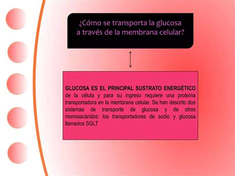 TRANSPORTE DE LA GLUCOSA PPT