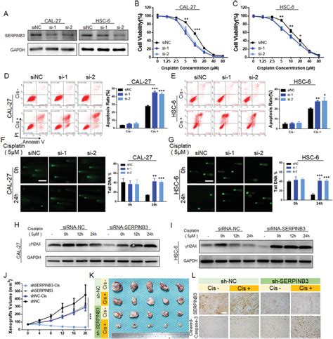 Downregulation Of Serpinb Expression Enhances Chemosensitivity To