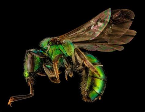 Close Up Bee Portraits Are A Glimpse Into A Gorgeously Weird World