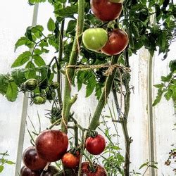 Томат Черная красавица: ОТЗЫВЫ (8), фото, урожайность | tomatland.ru