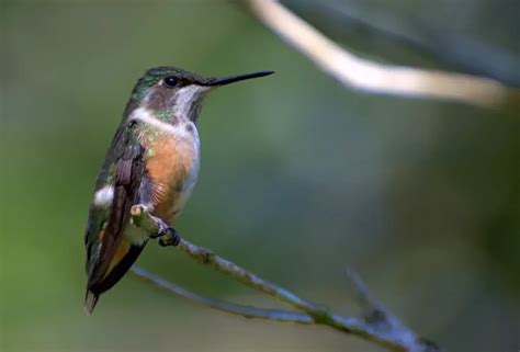 La migración de los colibríes emprende un viaje increíble