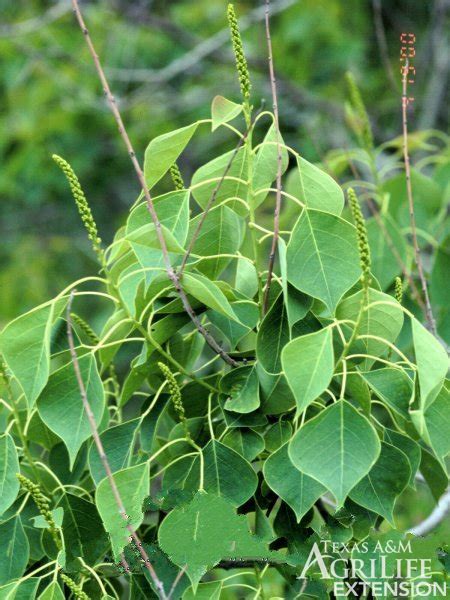 Plants of Texas Rangelands » Chinese tallow tree