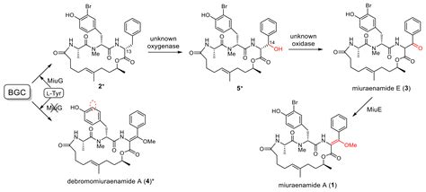 Molecules Free Full Text Heterologous Biosynthesis Of Myxobacterial