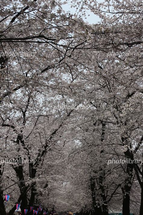 千本桜のトンネル 写真素材 3728430 フォトライブラリー Photolibrary