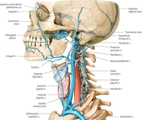 Neck Crepitus Cracking, Grinding Sounds