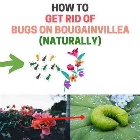 How To Get Rid Of Bugs On Bougainvillea Naturally Complete Guide Bugwiz