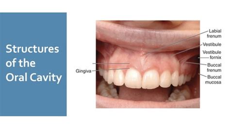 Structures Of The Oral Cavity Flashcards Quizlet