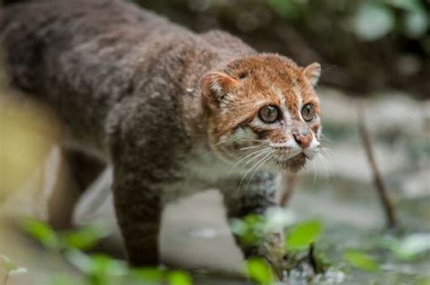 Estos Son Los Gatos En Peligro De Extinción Mdz Online