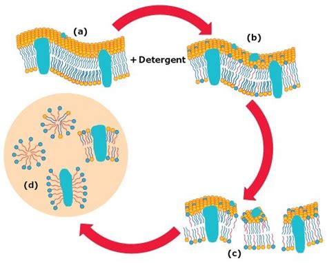 Membrane Protein Solubilization